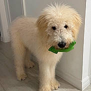 Peppy is registered to the contest to win money with this photo: dog, indoor, toy, floor, curious, fluffy, pet, animal, canine, wall, tile_floor, playful, young_dog, light, home, cute, furry, standing, nose, ears