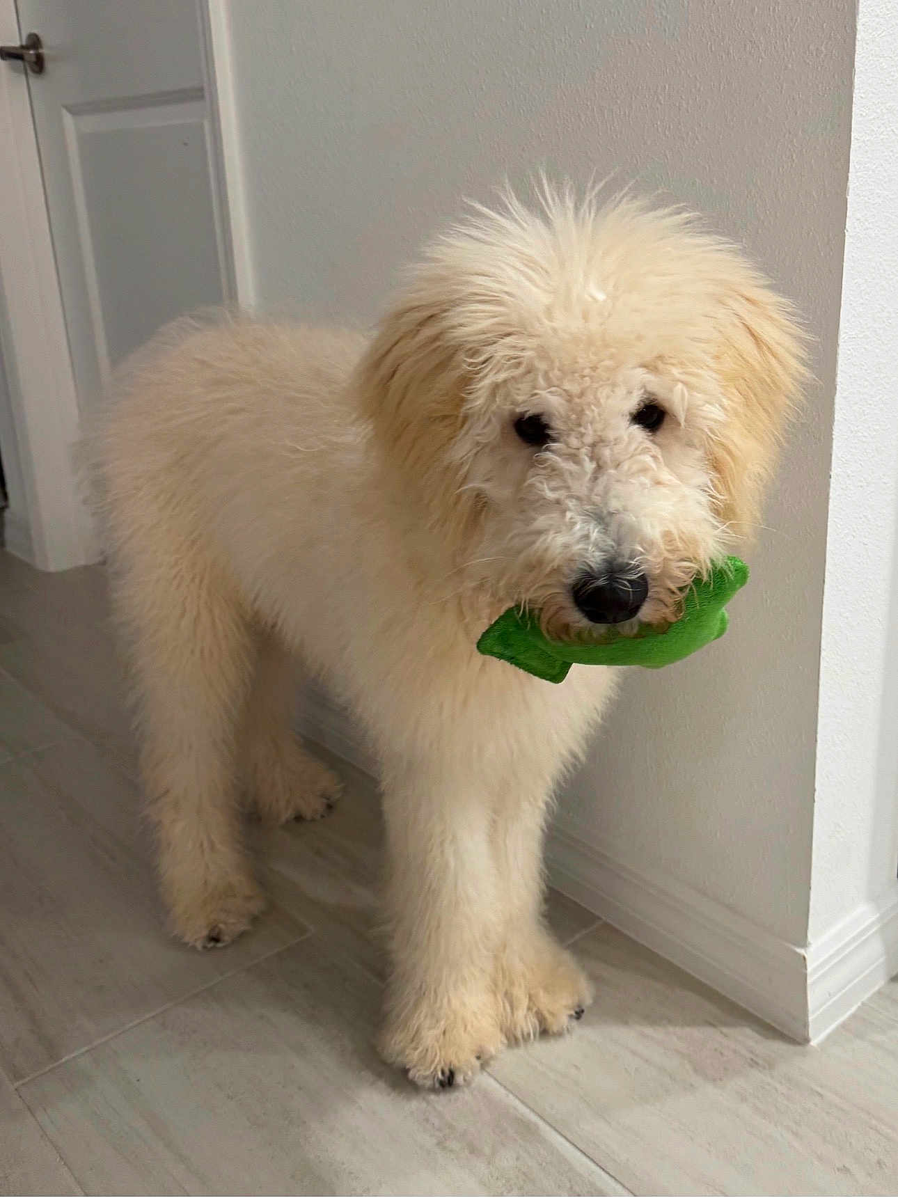 Peppy is registered to the contest to win money with this photo: dog, indoor, toy, floor, curious, fluffy, pet, animal, canine, wall, tile_floor, playful, young_dog, light, home, cute, furry, standing, nose, ears