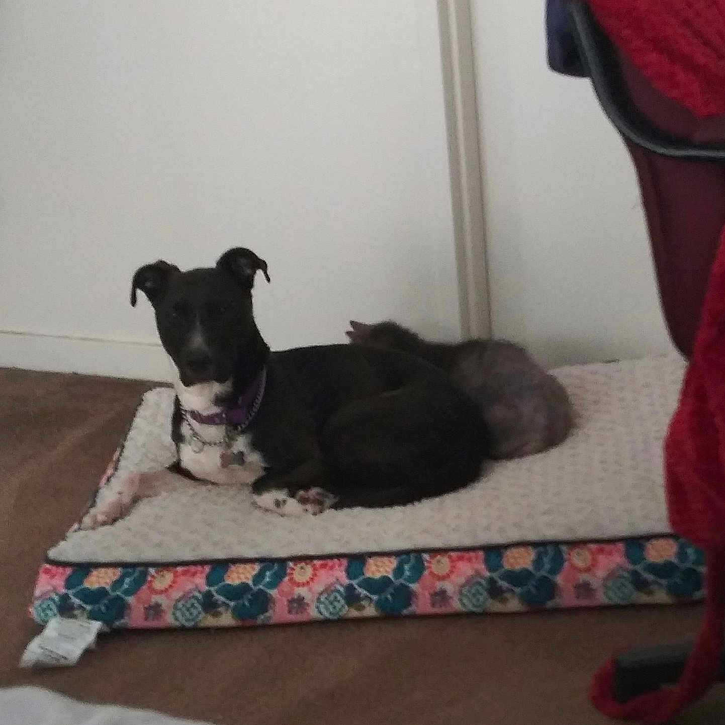 Loki is registered to the contest to win money with this photo: canidae, carnivore, comfort, companion_dog, couch, dog, dog_breed, dog_supply, felidae, flooring, fur, grey, linens, pillow, room, sitting, small_to_medium_sized_cats, sporting_group, tail, working_animal