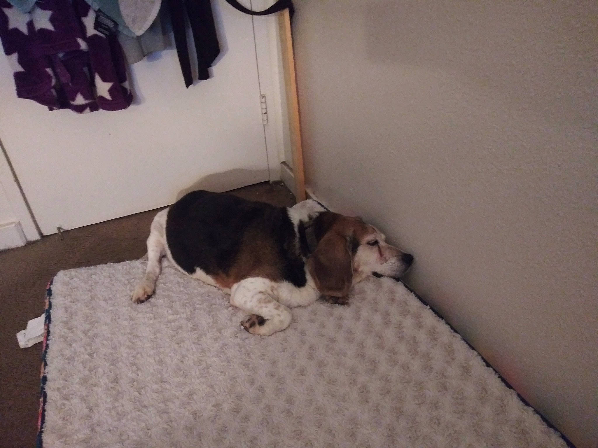 Loki is registered to the contest to win money with this photo: boston_terrier, canidae, carnivore, comfort, companion_dog, couch, dog, dog_breed, dog_supply, floor, flooring, hardwood, linens, non_sporting_group, pet_supply, room, sporting_group, tail, working_animal