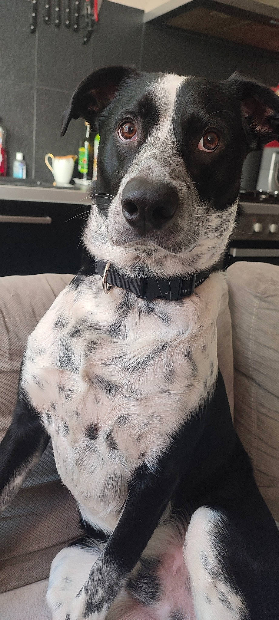 Rock a rejoint le concours — aidez-le/la à gagner de superbes lots ! cabinetry, carnivore, collar, comfort, companion_dog, dog, dog_breed, dog_collar, dog_supply, fur, grey, kitchen_appliance, monochrome, monochrome_photography, non_sporting_group, pattern, sporting_group, whiskers, working_animal, working_dog