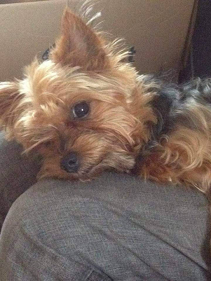 Anakin a rejoint le concours — aidez-le/la à gagner de superbes lots ! australian_terrier, biewer_terrier, canidae, carnivore, companion_dog, dog, dog_breed, dog_supply, fawn, fur, liver, maltepoo, small_terrier, snout, sporting_group, terrier, toy_dog, working_animal, yorkipoo, yorkshire_terrier