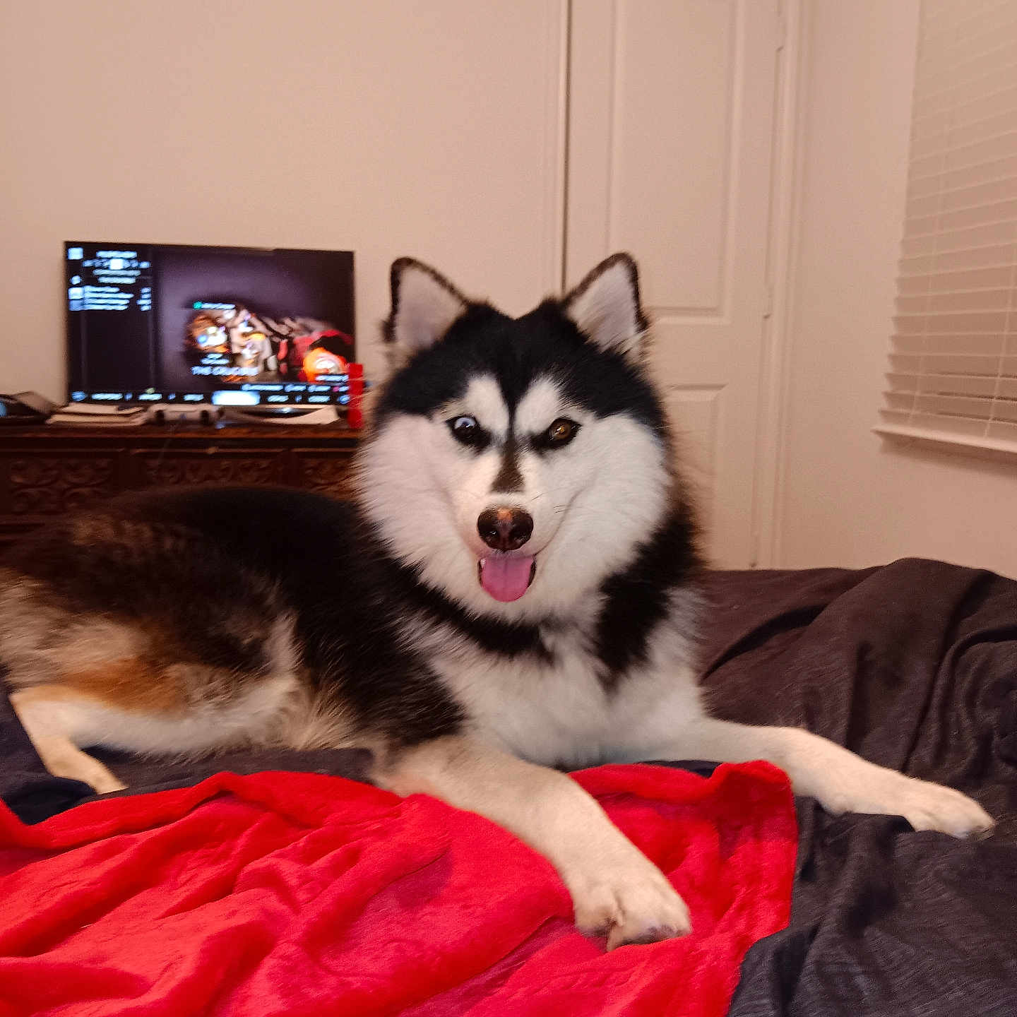 Gunther joined the competition — help win amazing prizes! animal, architecture, blanket, building, canine, computerhardware, couch, dog, electronics, entertainmentcenter, eskimodog, furniture, hardware, husky, indoors, monitor, person, pet, screen, tv