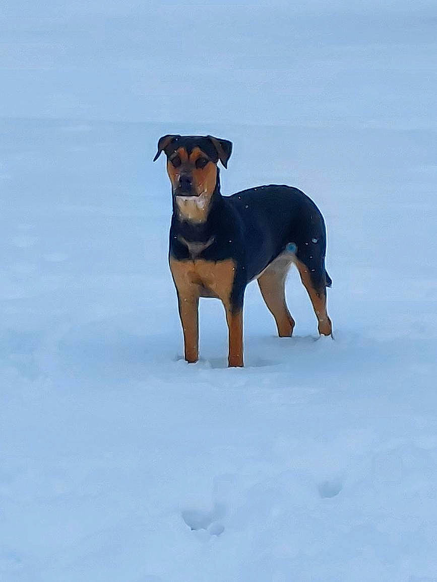 Lucy joined the competition — help win amazing prizes! canidae, carnivore, collar, companion_dog, dog, dog_breed, dog_supply, electric_blue, fawn, freezing, guard_dog, hunting_dog, pet_supply, rottweiler, snow, sporting_group, tail, winter, working_animal, working_dog