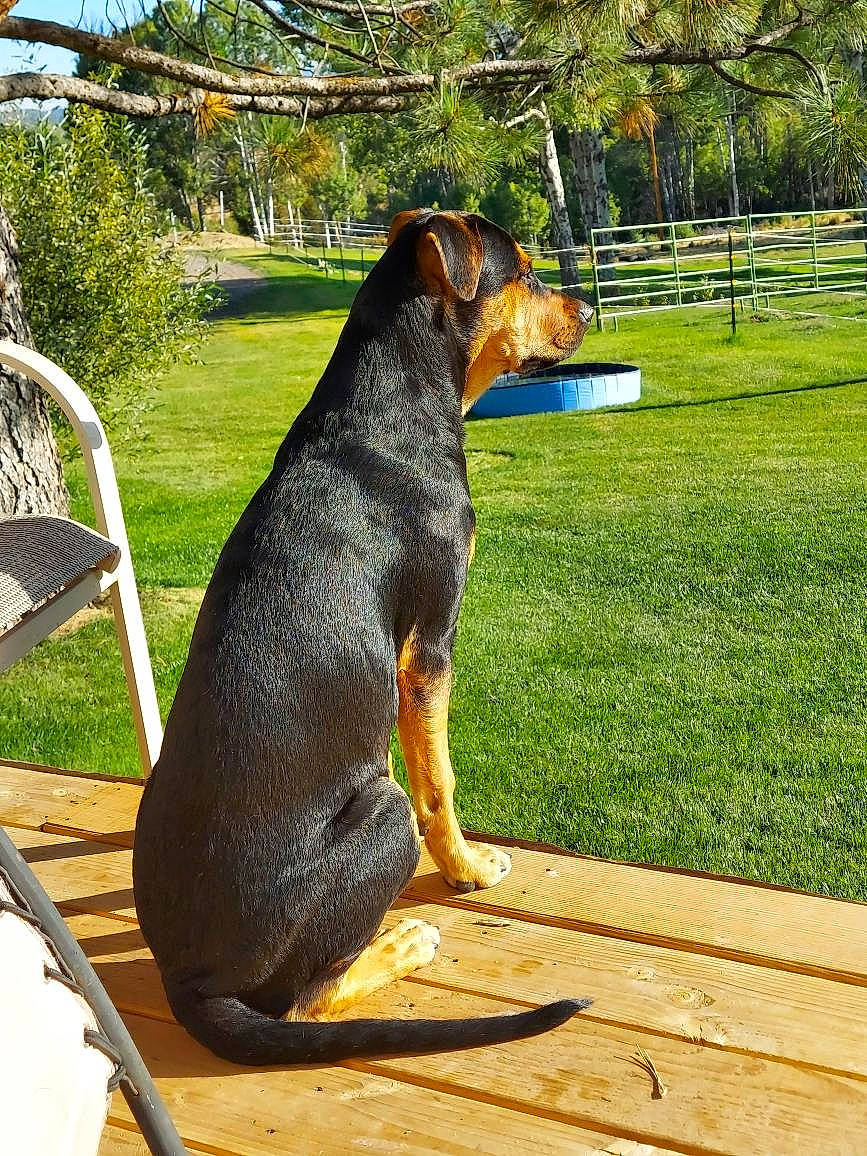 Lucy is registered to the contest to win money with this photo: carnivore, chair, companion_dog, dog, dog_breed, fence, grass, hunting_dog, outdoor_furniture, plant, sharing, sporting_group, tail, terrestrial_animal, tree, working_animal, working_dog