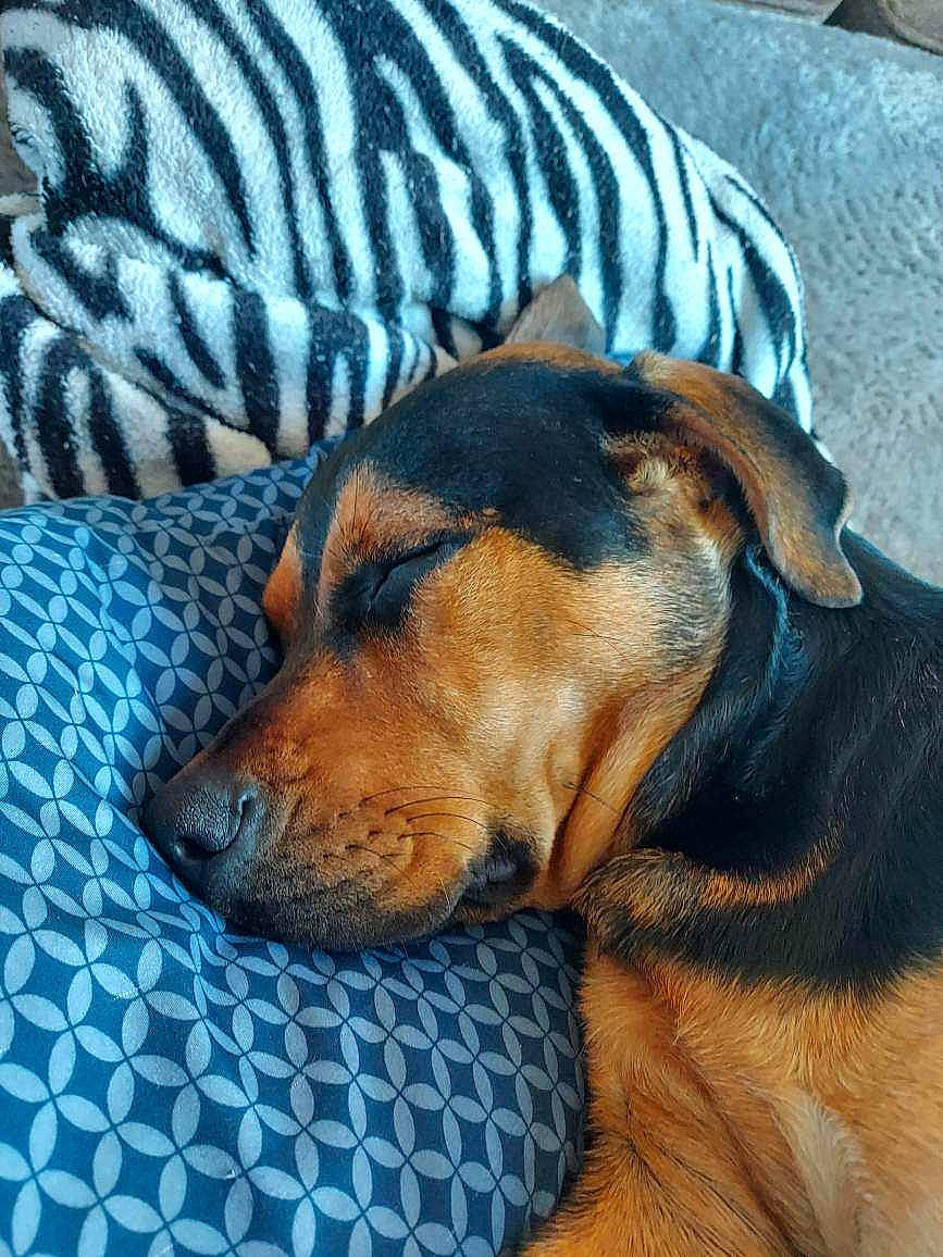 Lucy is registered to the contest to win money with this photo: canidae, carnivore, comfort, companion_dog, dog, dog_breed, dog_supply, flooring, fur, hound, liver, pattern, pet_supply, scent_hound, whiskers, working_animal, working_dog