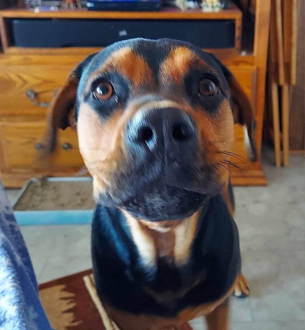 Lucy is registered to the contest to win money with this photo: canidae, carnivore, companion_dog, dog, dog_breed, electric_blue, eye, fawn, fur, guard_dog, hardwood, head, metal, snout, sporting_group, terrestrial_animal, whiskers, wood, working_animal, working_dog