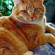 Muffin is registered to the contest to win money with this photo: cat, ginger_cat, blue_eyes, feline, pet, indoor, cozy, blanket, relaxed, whiskers, fur, animal, plant, greenery, houseplant, closeup, portrait, resting, comfort, domestic