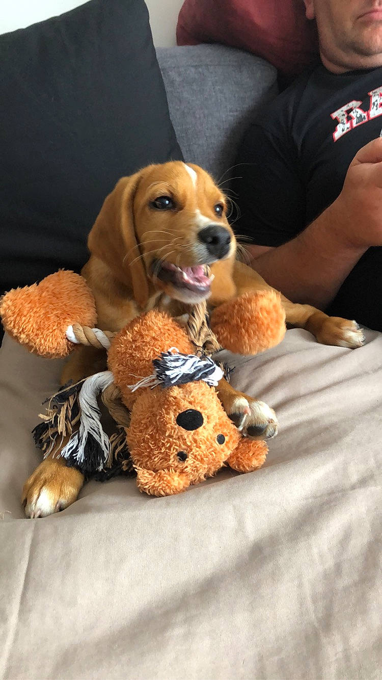 Rafi participe au concours pour gagner de l'argent avec cette photo : basset_artesien_normand, beagle, canidae, carnivore, cocker_spaniel, companion_dog, dog, dog_breed, dog_toy, english_coonhound, fawn, hound, mammal, paw, puppy, rare_breed_dog, schweizer_laufhund, snout, sporting_group, vertebrate