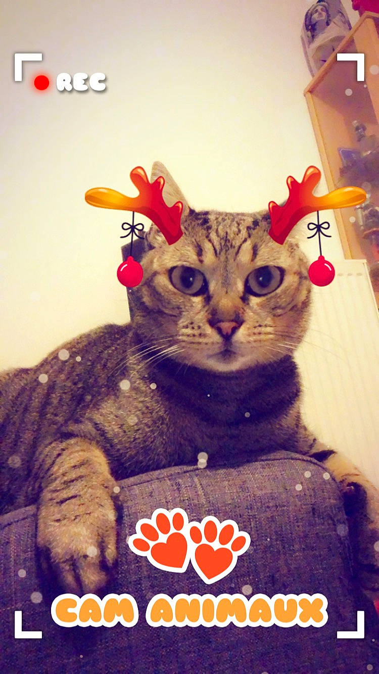 Igloo participe au concours pour gagner de l'argent avec cette photo : carnivore, cat, european_shorthair, felidae, kitten, paw, photo_caption, photography, small_to_medium_sized_cats, tabby_cat, whiskers