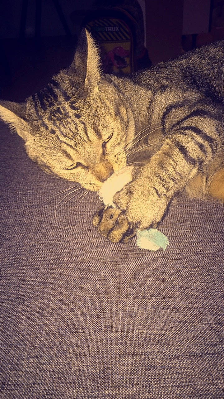 Igloo participe au concours pour gagner de l'argent avec cette photo : american_shorthair, california_spangled, carnivore, cat, claw, domestic_short_haired_cat, dragon_li, egyptian_mau, european_shorthair, felidae, fur, kitten, paw, pixie_bob, sky, sleep, small_to_medium_sized_cats, tabby_cat, tail, whiskers