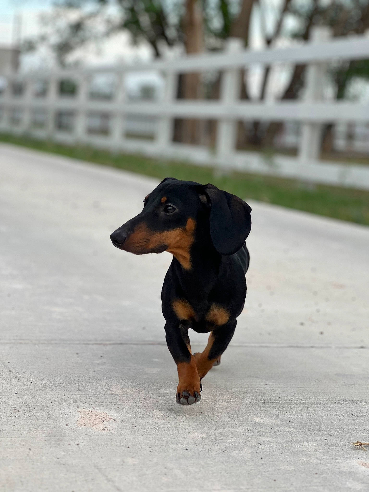 Arlo is registered to the contest to win money with this photo: canidae, carnivore, companion_dog, dobermann, dog, dog_breed, fence, guard_dog, hound, hunting_dog, montenegrin_mountain_hound, pinscher, snout, sporting_group, tail, terrestrial_animal, toy_dog, working_animal, working_dog