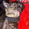 animal, black_fur, brown_fur, cat, close_up, collar, cozy, cute, ears, fur, indoors, nose, pet, portrait, red_blanket, relaxed, sleeping, tongue, whiskers, yawning