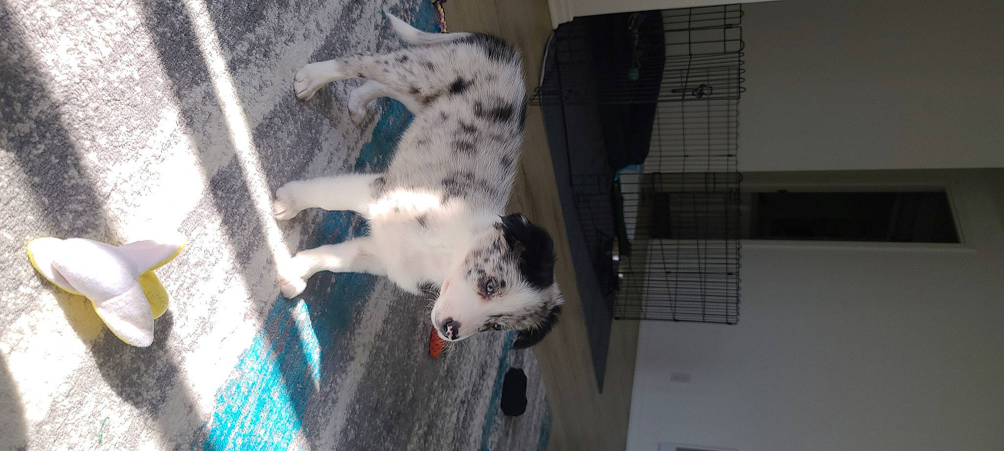 Aria is registered to the contest to win money with this photo: animal_shelter, canidae, carnivore, claw, companion_dog, dalmatian, dog, dog_breed, felidae, fur, non_sporting_group, paw, pet_supply, small_to_medium_sized_cats, snout, sporting_group, tail, whiskers, working_animal, working_dog