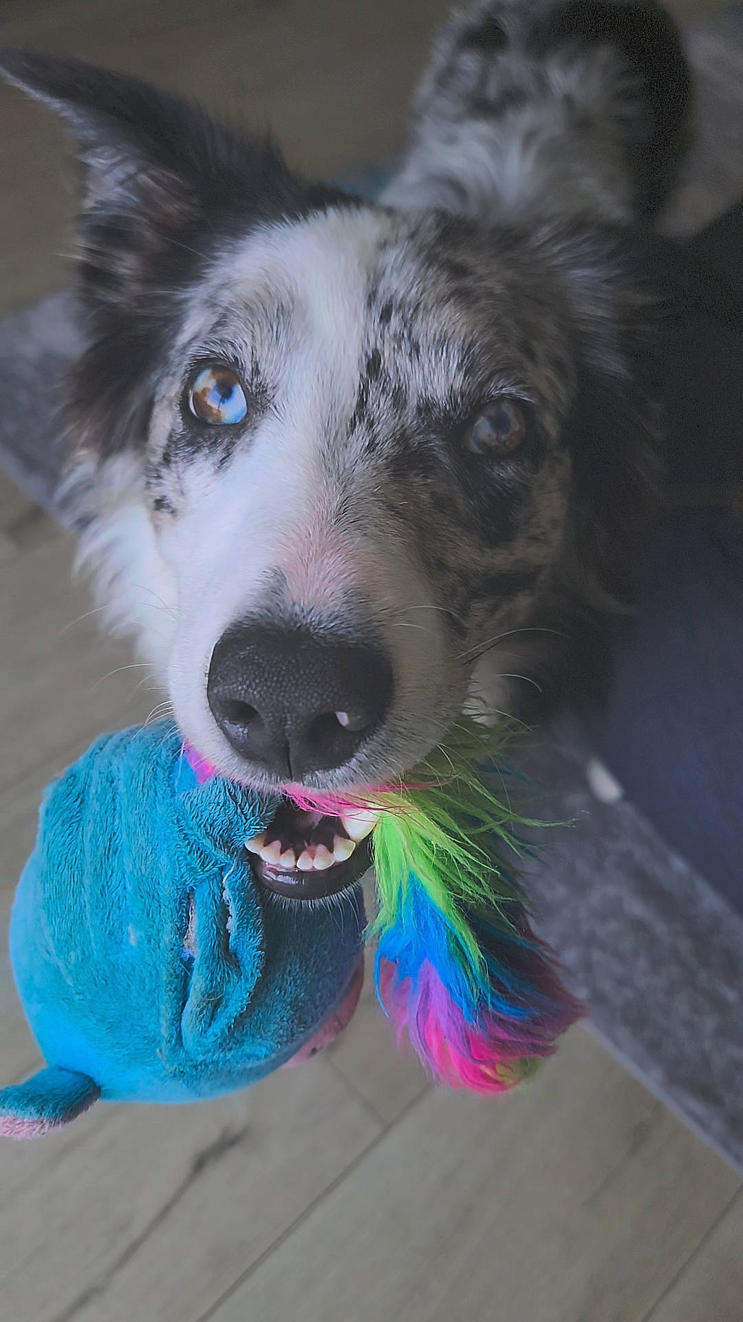 Aria joined the competition — help win amazing prizes! ancient_dog_breeds, canidae, carnivore, collar, companion_dog, dog, dog_breed, dog_collar, dog_supply, electric_blue, fang, fur, leash, sled_dog, snout, sporting_group, terrestrial_animal, whiskers, working_animal, working_dog