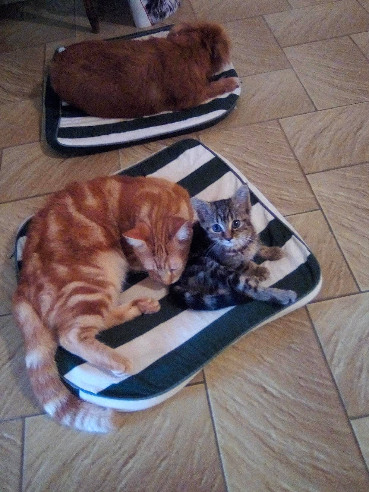 Onyx participe au concours pour gagner de l'argent avec cette photo : brown, carnivore, cat, comfort, companion_dog, domestic_short_haired_cat, fawn, felidae, floor, flooring, fur, hardwood, luggage_and_bags, mammal, room, small_to_medium_sized_cats, tail, textile, whiskers, wood