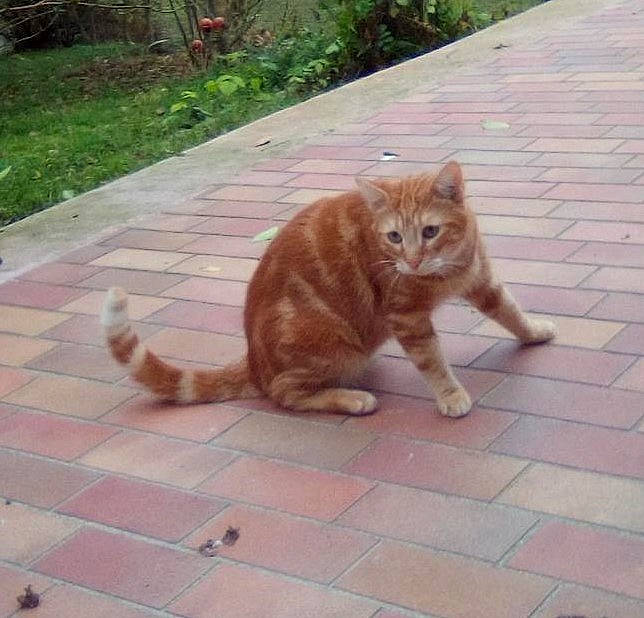 Onyx a rejoint le concours — aidez-le/la à gagner de superbes lots ! asphalt, carnivore, cat, fawn, felidae, floor, flooring, fur, grass, mammal, plant, road_surface, sidewalk, small_to_medium_sized_cats, snout, tail, terrestrial_animal, vertebrate, whiskers, wood