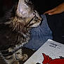 Simba is registered to the contest to win money with this photo: kitten, cat, animal, feline, fur, whiskers, side_view, curious, child, hand, jeans, drawing, scribbles, table, indoor, pet, cute, closeup, young, domestic