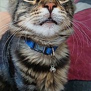 Simba is registered to the contest to win money with this photo: animal, bell, cat, close_up, collar, curious, cute, domestic, eyes, face, feline, fur, indoor, kitten, mouth, pet, portrait, tabby, whiskers, young