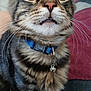 cat, kitten, tabby, close_up, collar, bell, whiskers, feline, pet, indoor, curious, fur, face, eyes, mouth, animal, cute, young, domestic, portrait