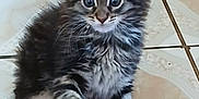 Simba joined the competition — help win amazing prizes! kitten, cat, paw, foot, sandal, indoor, floor, tile, curious, furry, tabby, pet, animal, cute, small, domestic, black_sandal, footwear, close_up, young