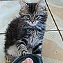 kitten, cat, paw, foot, sandal, indoor, floor, tile, curious, furry, tabby, pet, animal, cute, small, domestic, black_sandal, footwear, close_up, young