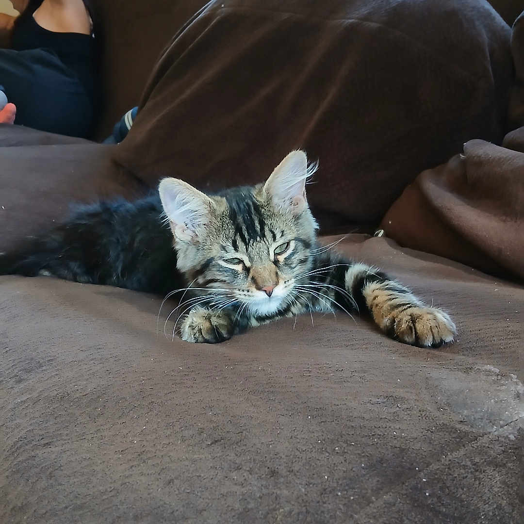 Simba is registered to the contest to win money with this photo: animal, blanket, brown, casual, cat, couch, daylight, ears, furniture, home, indoor, kitten, paw, person, pet, relaxing, sleepy, tabby, whiskers, window