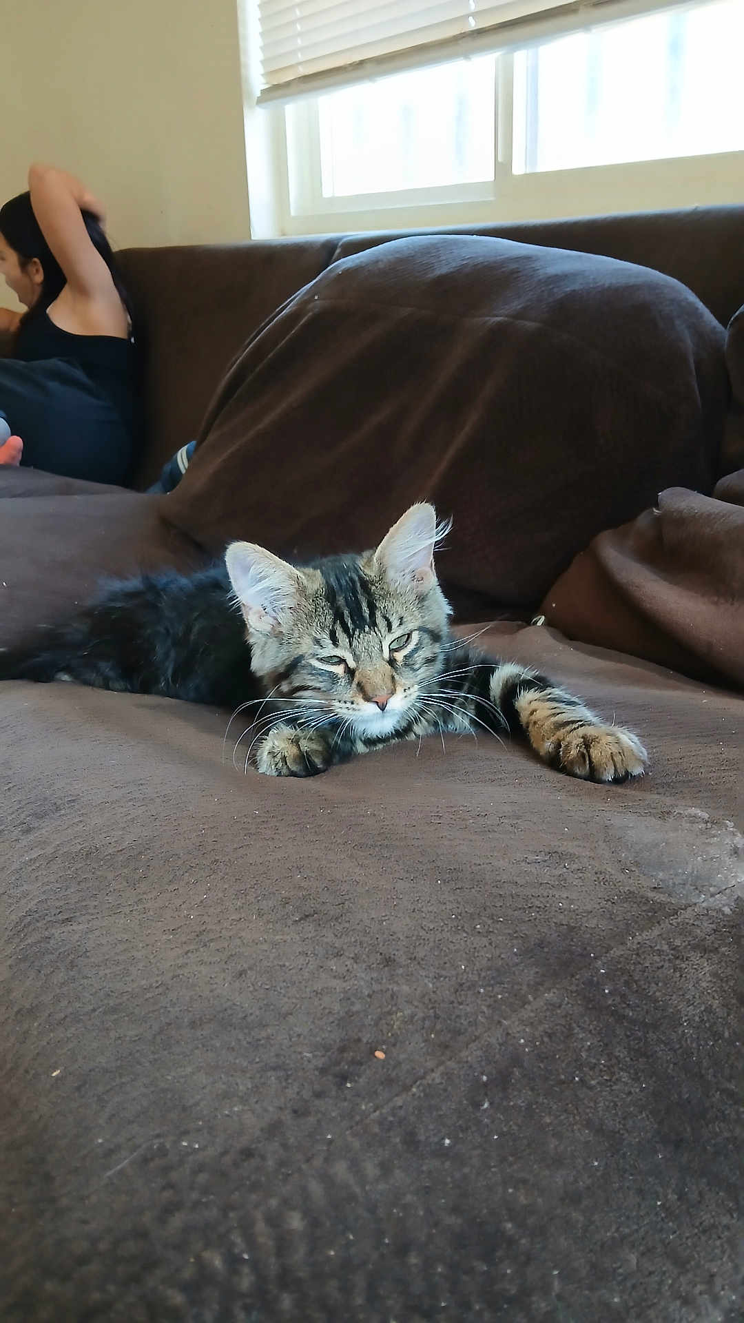 Simba is registered to the contest to win money with this photo: cat, kitten, tabby, couch, brown, furniture, indoor, pet, animal, relaxing, sleepy, whiskers, ears, paw, window, person, casual, home, daylight, blanket