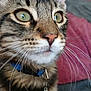cat, tabby, close_up, green_eyes, whiskers, collar, pet, feline, domestic_cat, fur, animal, indoor, curious, focus, portrait, mammal, cute, household, companion, soft_background