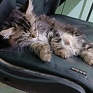 Simba is registered to the contest to win money with this photo: cat, kitten, sleeping, chair, office_chair, furry, tabby, indoor, pet, animal, resting, cute, whiskers, paw, fur, relaxing, close_up, domestic_animal, black_chair, floor