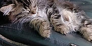 Simba is registered to the contest to win money with this photo: animal, black_chair, cat, chair, close_up, cute, domestic_animal, floor, fur, furry, indoor, kitten, office_chair, paw, pet, relaxing, resting, sleeping, tabby, whiskers