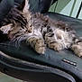 cat, kitten, sleeping, chair, office_chair, furry, tabby, indoor, pet, animal, resting, cute, whiskers, paw, fur, relaxing, close_up, domestic_animal, black_chair, floor