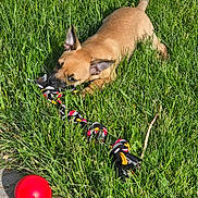 Dutton joined the competition — help win amazing prizes! puppy, dog, grass, toy, rope_toy, ball, outdoor, playful, pet, canine, sunlight, greenery, chewing, young_dog, nature, summer, fun, animal, close_up, daylight