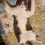 Gilbert is registered to the contest to win money with this photo: cat, gray_and_white, pet, lying_down, quilt, floral_pattern, wide_eyes, paws_up, indoor, feline, fur, cute, animal, bedspread, resting, surprised, whiskers, pink_nose, soft_texture, domestic_cat