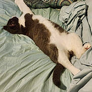 Gilbert joined the competition — help win amazing prizes! cat, tuxedo_cat, sleeping, bed, pillow, blanket, indoor, pet, feline, fur, resting, cozy, domestic_animal, whiskers, tail, relaxation, soft_texture, comfort, home, animal
