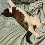 cat, tuxedo_cat, sleeping, bed, pillow, blanket, indoor, pet, feline, fur, resting, cozy, domestic_animal, whiskers, tail, relaxation, soft_texture, comfort, home, animal