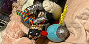 Gilbert joined the competition — help win amazing prizes! cat, stuffed_toy, blanket, plush, bed, colorful, indoor, cozy, paw, fur, playful, toy, fabric, patterned, resting, soft, home, cute, animal, relaxed