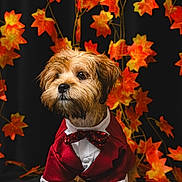 Croni Dexter joined the competition — help win amazing prizes! autumn, black_background, bow_tie, brown_fur, canine, dog, fall_leaves, fashionable, floral_backdrop, formalwear, long_fur, maple_leaves, pet, portrait, puppy, red_clothing, sitting, studio_photo, suit, tuxedo