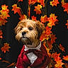 Croni Dexter is registered to the contest to win money with this photo: animal, autumn, black_background, bow_tie, cute, dog, dressed_up, fall_leaves, fashion, fluffy, formalwear, long_hair, maple_leaves, pet, portrait, puppy, red_suit, sitting, studio_portrait, tuxedo