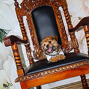 Croni Dexter is registered to the contest to win money with this photo: dog, wooden_chair, carved_wood, leather_seat, happy_dog, tongue_out, pet, indoor, fluffy_dog, small_dog, decorative_chair, animal, portrait, furniture, home_interior, relaxed, cute, smiling, paw, wallpaper
