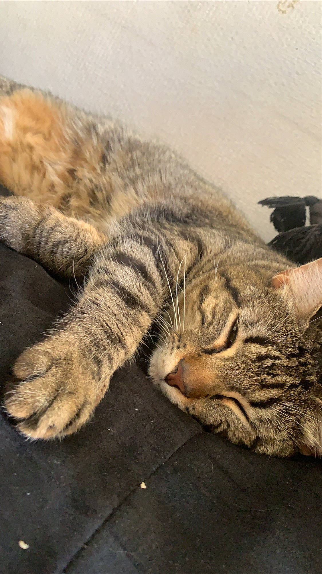 Crispy a rejoint le concours — aidez-le/la à gagner de superbes lots ! asian, california_spangled, carnivore, cat, domestic_short_haired_cat, dragon_li, european_shorthair, felidae, fur, kitten, mammal, nap, paw, pixie_bob, sleep, small_to_medium_sized_cats, snout, tabby_cat, whiskers, wild_cat