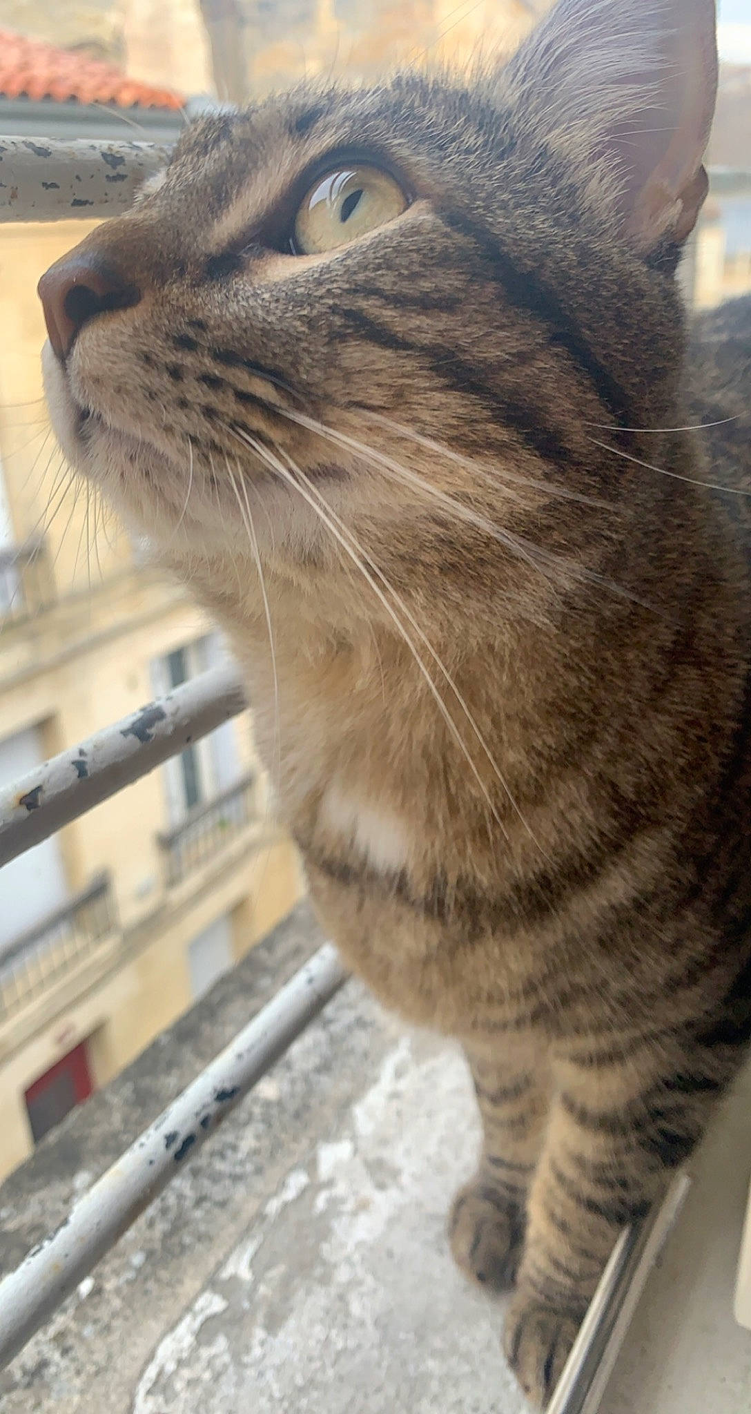 Crispy participe au concours pour gagner de l'argent avec cette photo : aegean_cat, asian, carnivore, cat, domestic_short_haired_cat, dragon_li, european_shorthair, felidae, mammal, polydactyl_cat, small_to_medium_sized_cats, snout, tabby_cat, whiskers, wild_cat