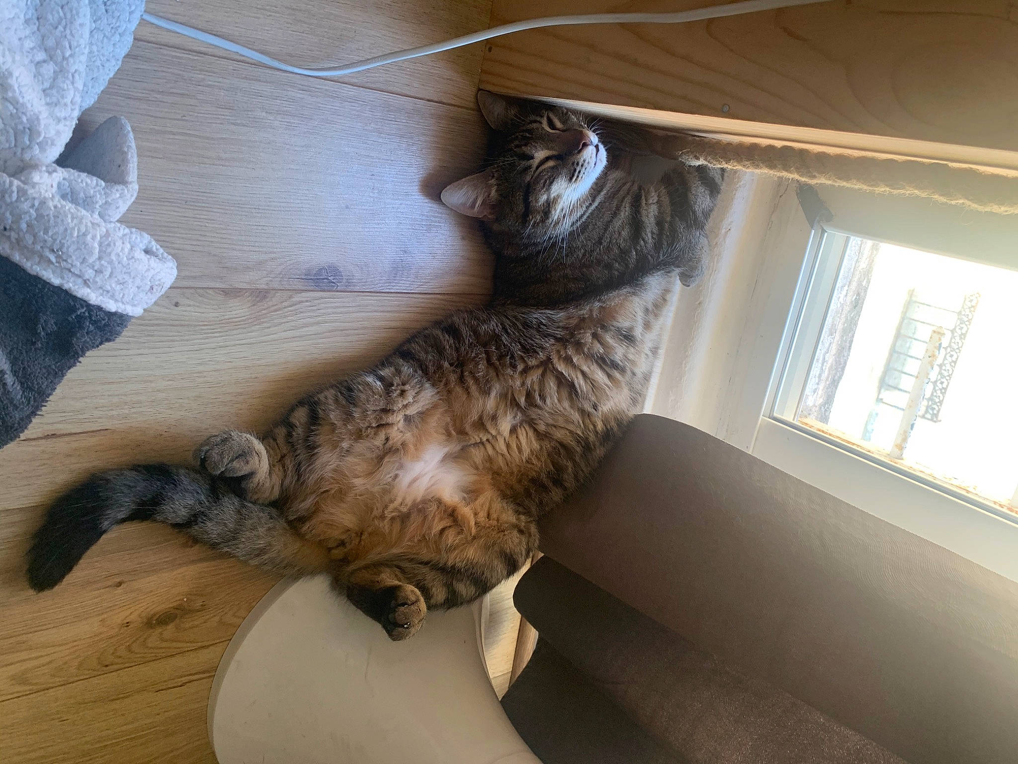 Crispy participe au concours pour gagner de l'argent avec cette photo : carnivore, cat, claw, domestic_short_haired_cat, dragon_li, egyptian_mau, european_shorthair, felidae, fur, ocicat, small_to_medium_sized_cats, tabby_cat, tail, whiskers