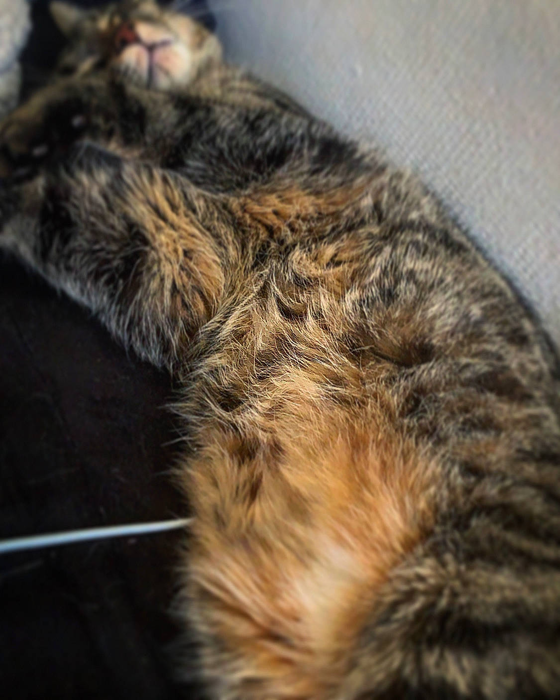 Crispy a rejoint le concours — aidez-le/la à gagner de superbes lots ! carnivore, cat, dragon_li, ear, european_shorthair, felidae, fur, kitten, maine_coon, pixie_bob, small_to_medium_sized_cats, snout, tabby_cat, tail, whiskers