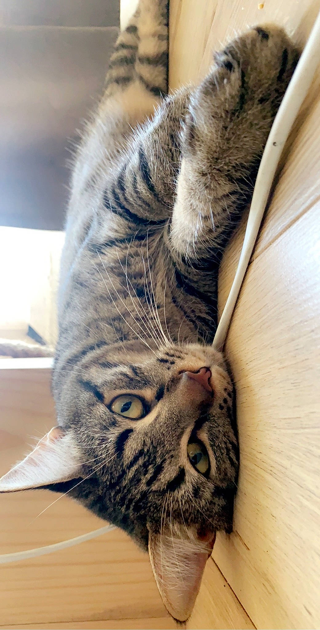 Crispy participe au concours pour gagner de l'argent avec cette photo : american_shorthair, asian, california_spangled, carnivore, cat, claw, close_up, domestic_short_haired_cat, dragon_li, european_shorthair, eye, felidae, fur, ocicat, pixie_bob, skin, small_to_medium_sized_cats, snout, tabby_cat, whiskers