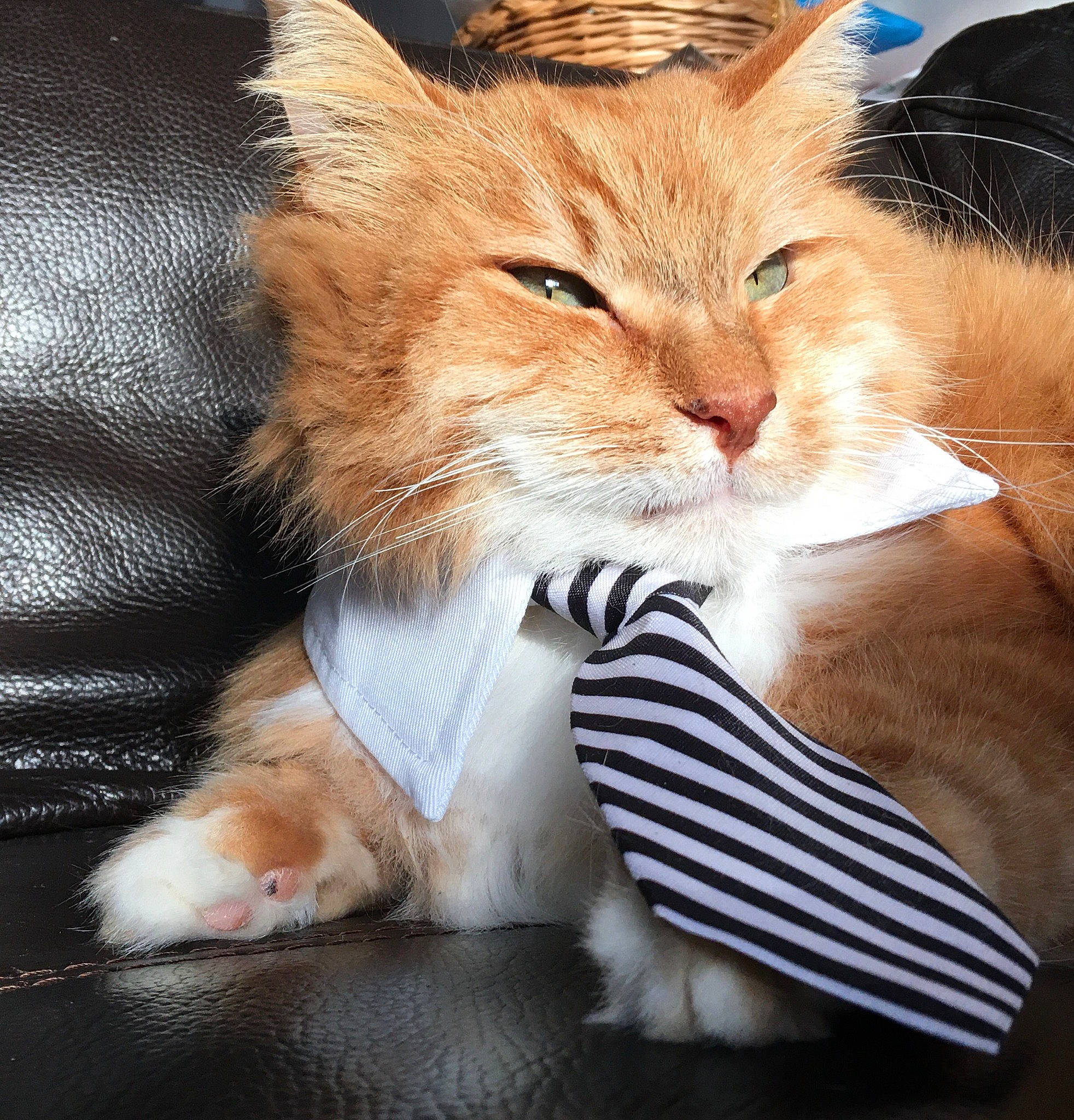 Valentin participe au concours pour gagner de l'argent avec cette photo : box, carnivore, cat, cat_supply, claw, comfort, domestic_short_haired_cat, drinking, fawn, felidae, fur, paw, pet_food, pet_supply, photo_caption, small_to_medium_sized_cats, snout, tail, terrestrial_animal, whiskers