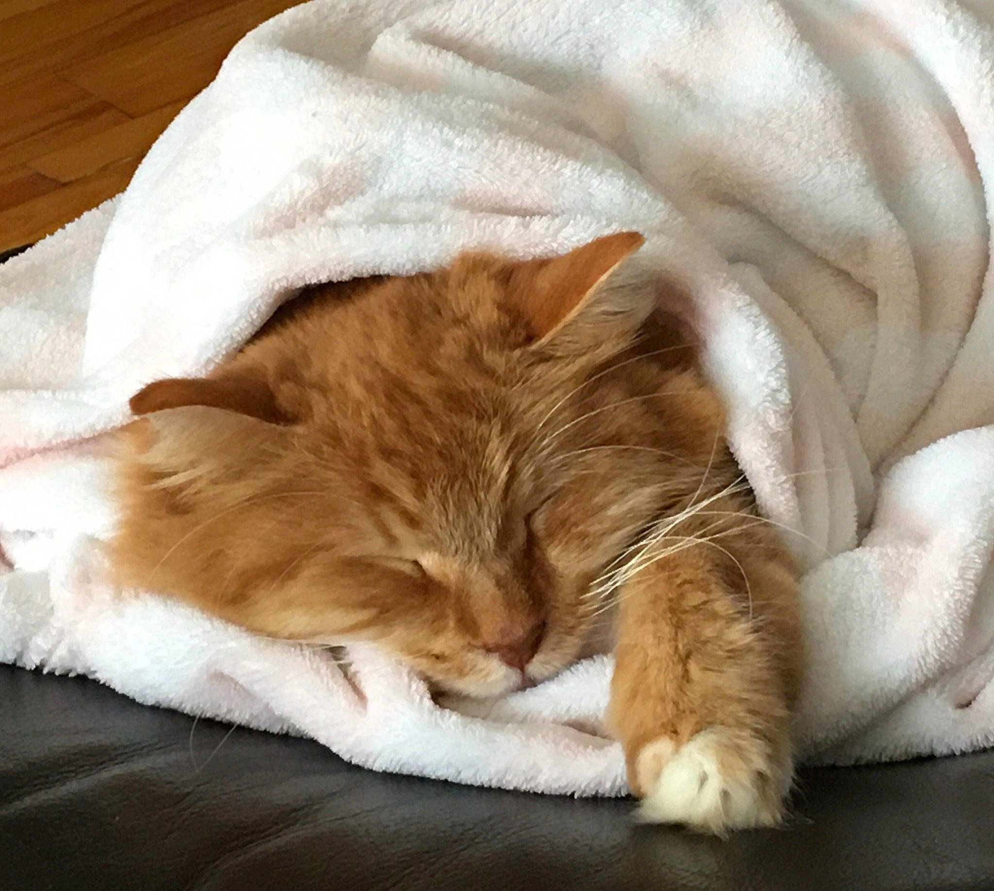 Valentin participe au concours pour gagner de l'argent avec cette photo : bedding, carnivore, cat, claw, comfort, companion_dog, fawn, felidae, fur, human_leg, linens, nap, paw, sleep, small_to_medium_sized_cats, snout, tail, textile, whiskers, wood