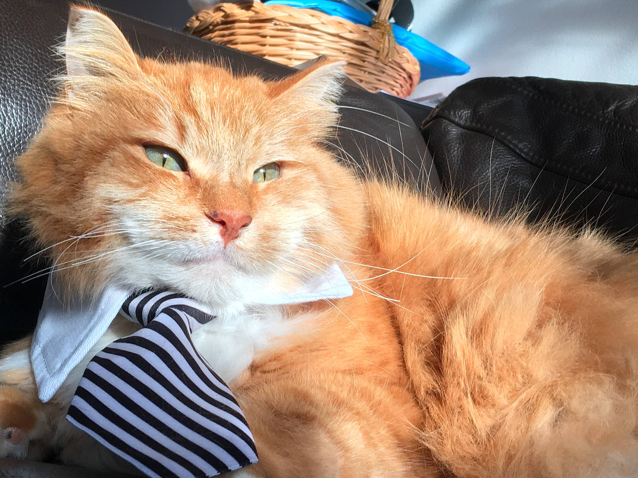 Valentin participe au concours pour gagner de l'argent avec cette photo : box, carnivore, cat, claw, comfort, domestic_short_haired_cat, drinking, fawn, felidae, fur, paw, sitting, small_to_medium_sized_cats, tail, terrestrial_animal, whiskers, window