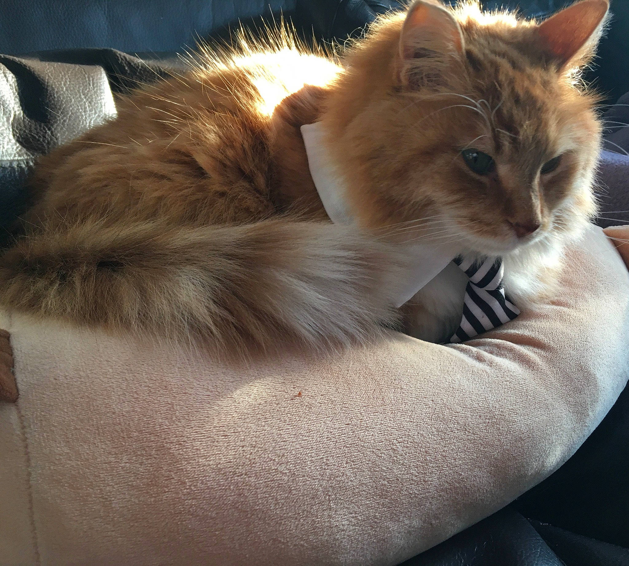 Valentin participe au concours pour gagner de l'argent avec cette photo : box, carnivore, cat, claw, comfort, domestic_short_haired_cat, ear, fawn, felidae, fur, gesture, human_leg, lap, nap, paw, sitting, small_to_medium_sized_cats, snout, tail, whiskers