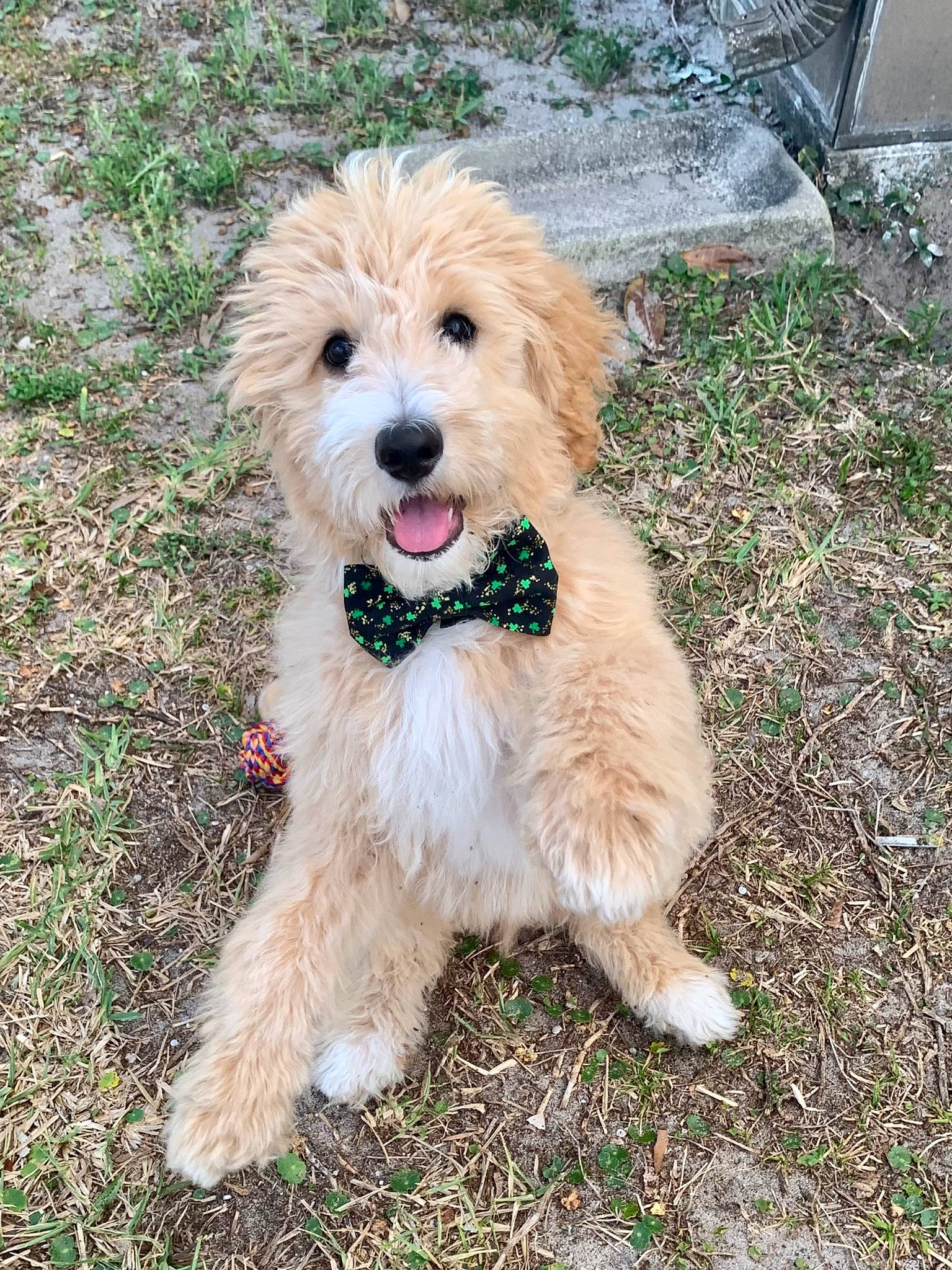 Boone is registered to the contest to win money with this photo: canidae, carnivore, collar, companion_dog, dog, dog_breed, dog_collar, dog_supply, fur, grass, labradoodle, leash, pet_supply, small_terrier, soil, sporting_group, terrier, toy_dog, water_dog, working_animal